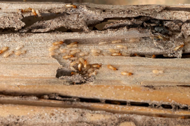 Best Exterminator Services  in Blountville, TN